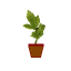 Erva Verde